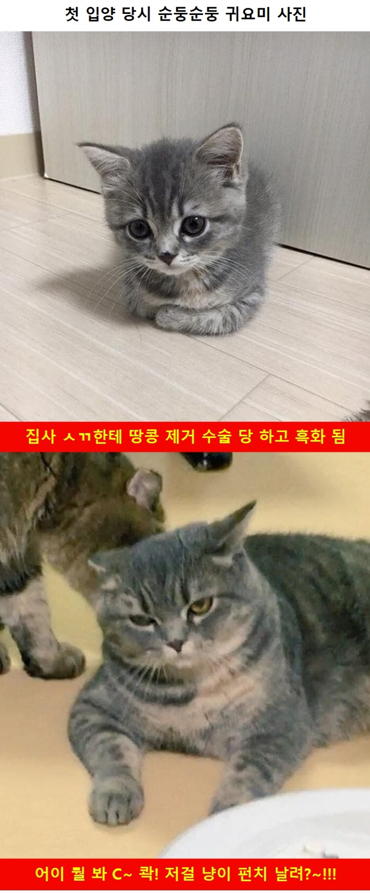 고양이 변천사