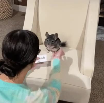 의외로 말 잘듣는 동물