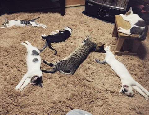 카펫을 새로 하나 샀더니...