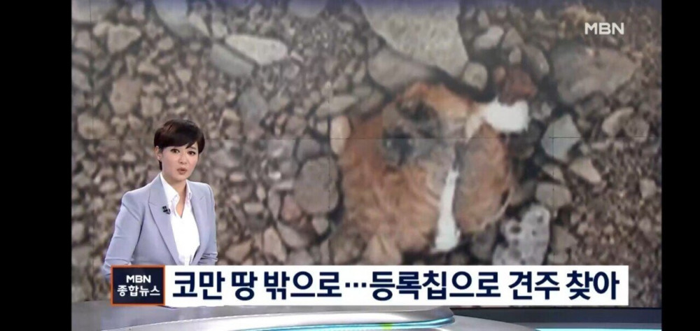 강아지를 코만 빼고묻어버린 주인