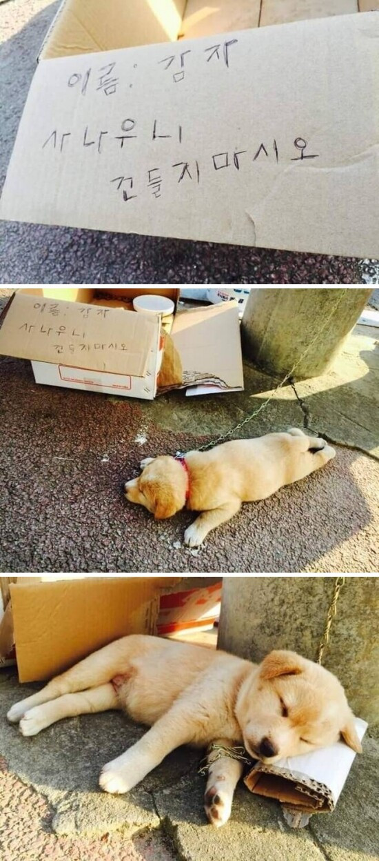 사나우니 건들지 마시오