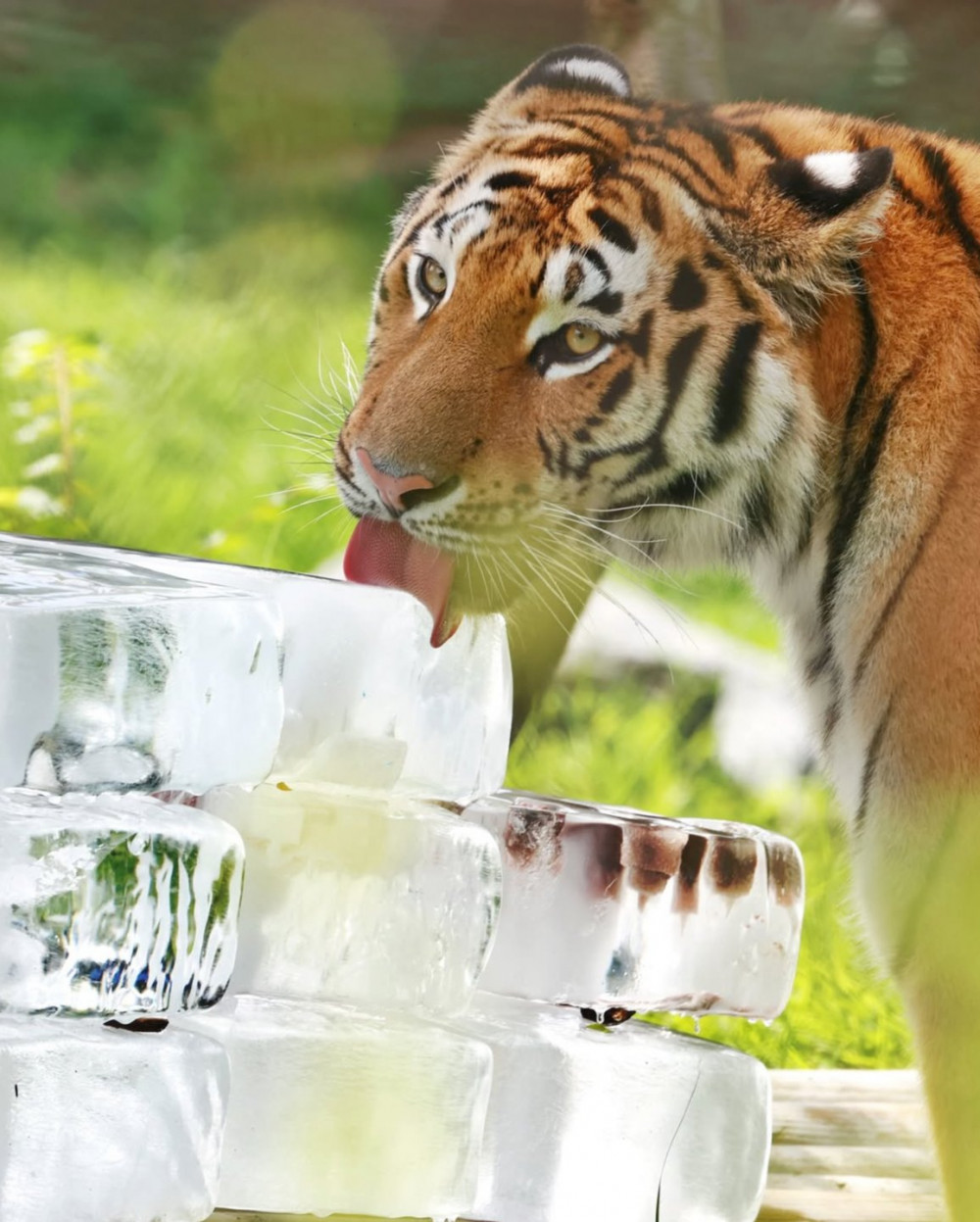 폭염에 특식으로 더위를 식히는 중인 동물원 친구들