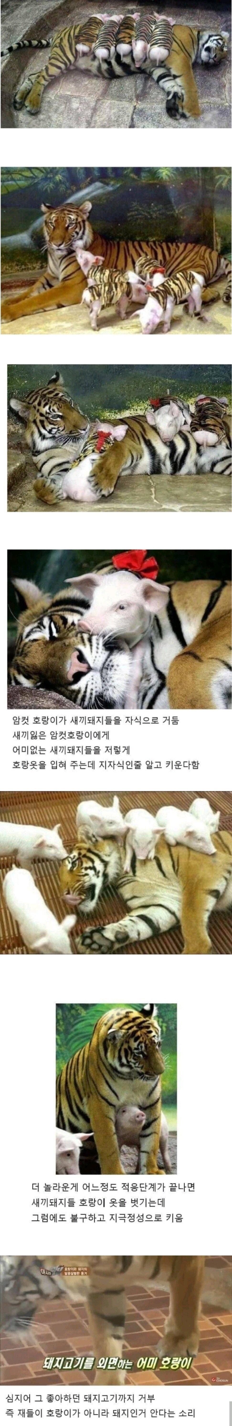 호랑이의 모성애 ㄷㄷ