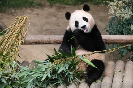 "푸바오 유지비 15억원?" 사실은…판다효과 상상초월