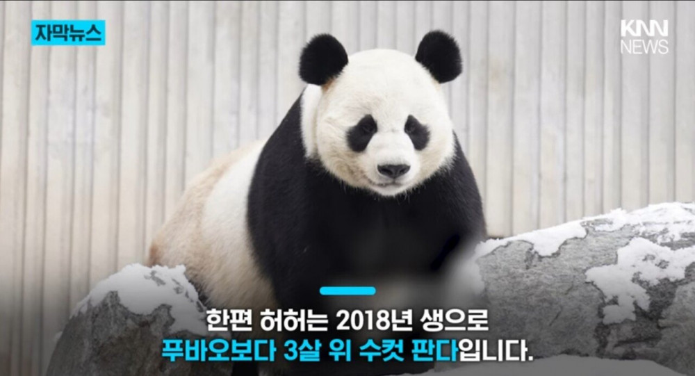 옆집에서 푸바오를 바라보는 판다의 정체