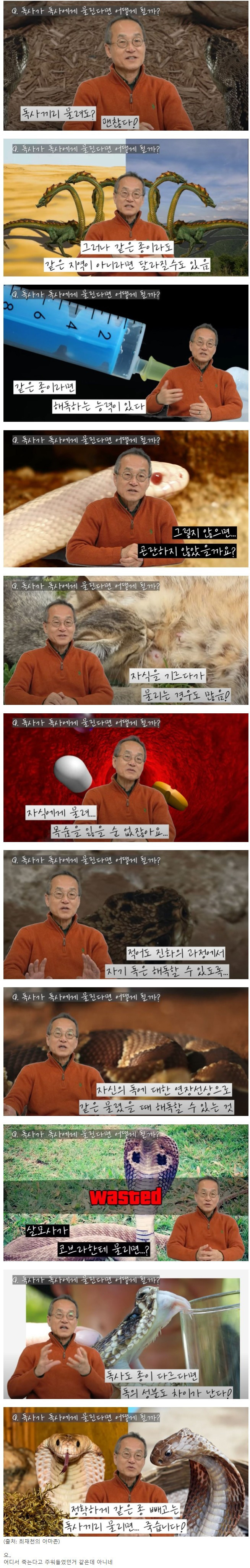 독사가 독사에게 물리면 어떻게 될까?