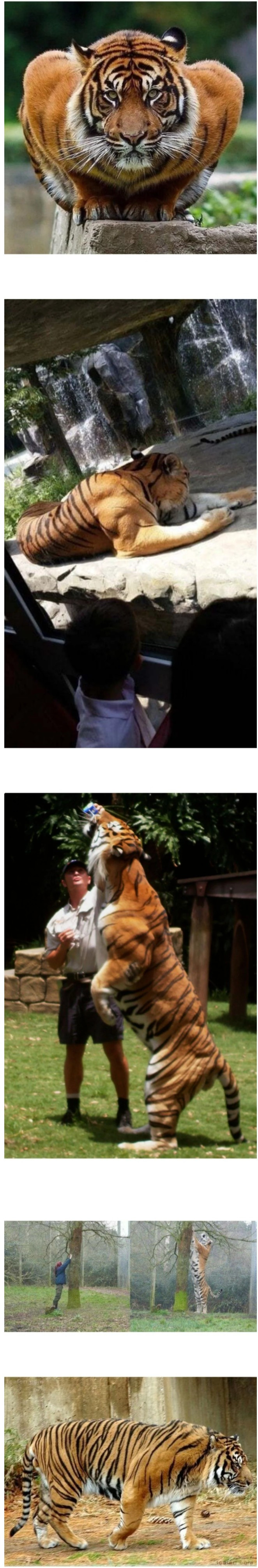 호랑이 개쩌는 팔 근육 ㄷㄷ