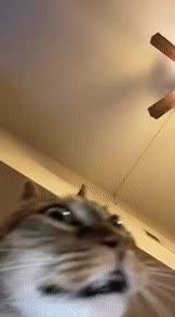 엑소시스트 영화 클리셰