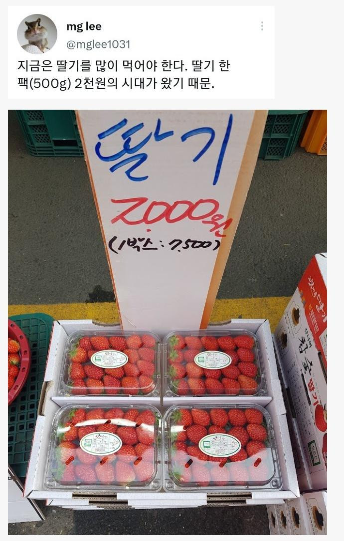 지금은 딸기를 많이 먹어야 한다