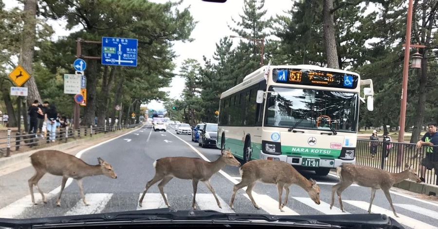 일본에 나타난 비틀즈