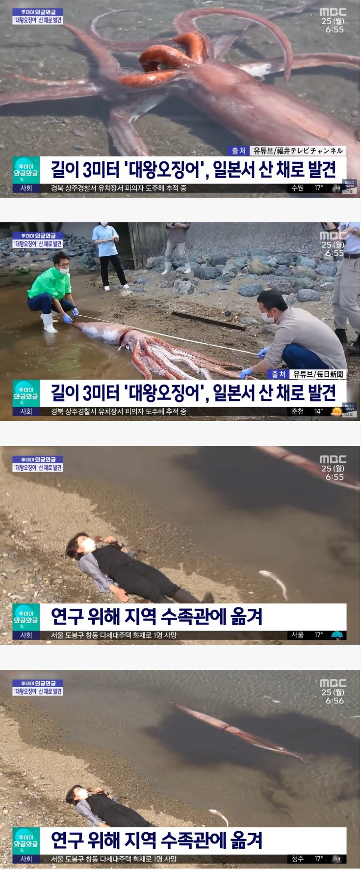 대왕오징어 해변가에서 숨쉰 채 발견