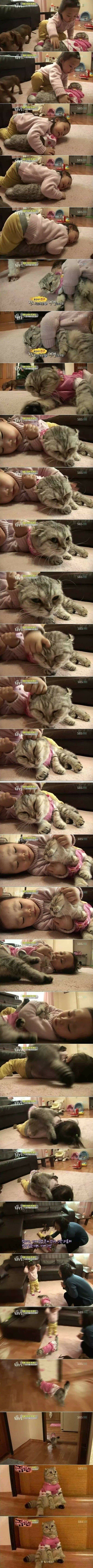 극한직업 고양이