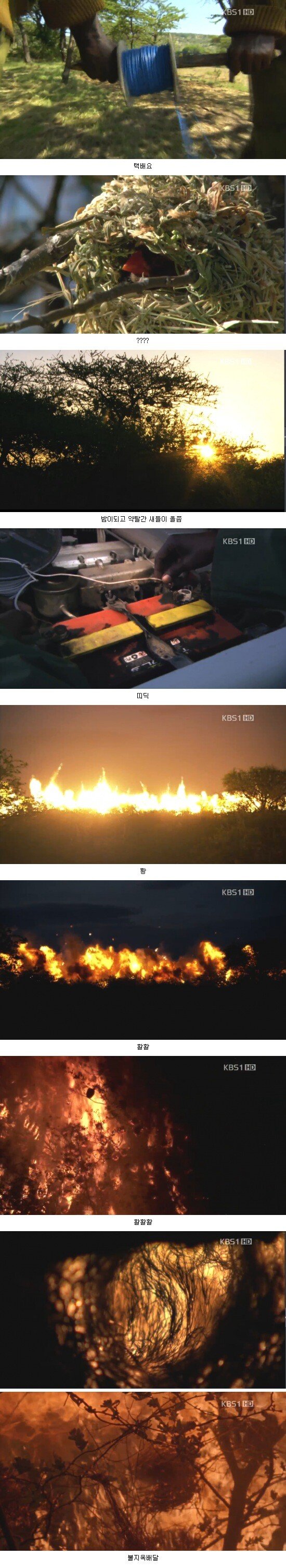 실제로 존재하는 해로운새
