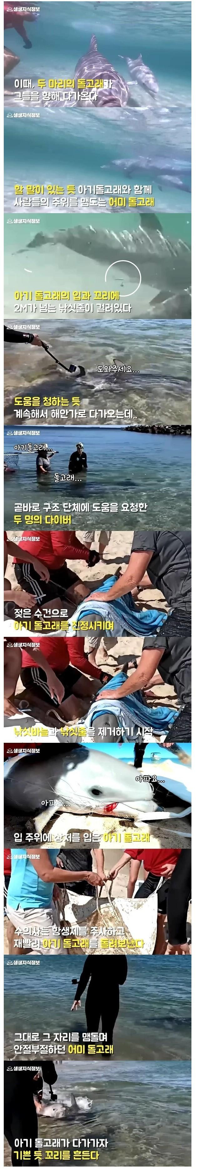 새끼 살리려고 사람에게 다가온 돌고래